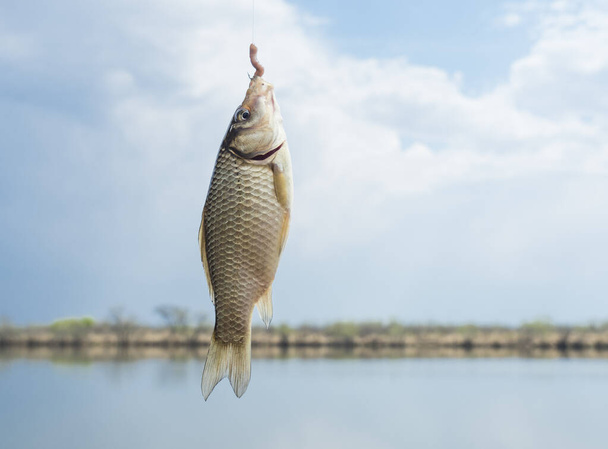 Um pequeno peixe crucian pego em um gancho para isca de uma minhoca contra o fundo de um lago e um céu azul. - Foto, Imagem