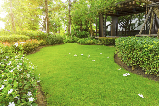 Καλή φροντίδα τοπίο της ομαλής πράσινο γρασίδι, λουλούδια Plumeria σε χλοοτάπητα, δέντρα με υποστήριξη, θάμνος και ξύλινα trelllis σε έναν κήπο - Φωτογραφία, εικόνα