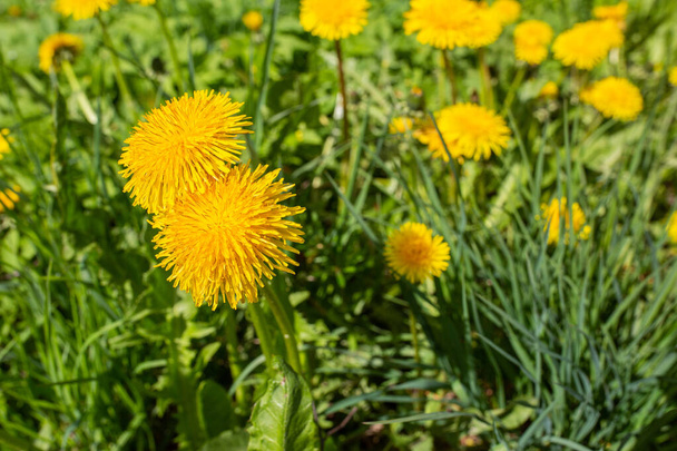 Cidade, Cesis, Letónia. Prado de dentes-de-leão e flores amarelas com grama.14.05.2020
 - Foto, Imagem