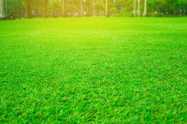 Pelouse verte fraîche dans le parc, arbres en arrière-plan sous la lumière du soleil
 - Photo, image