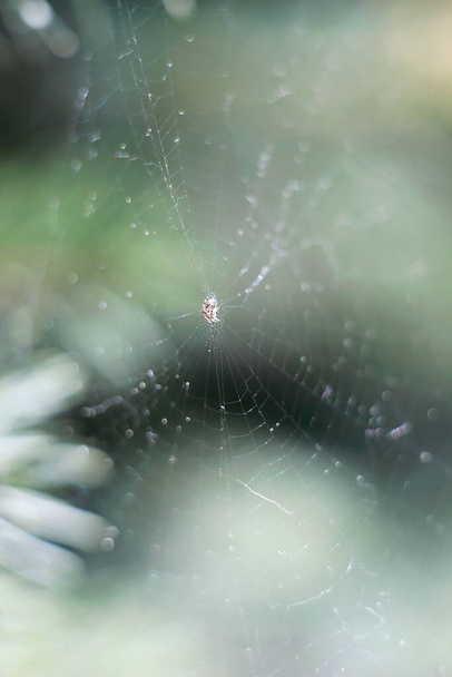 павутинний веб-макросвіт
 - Фото, зображення