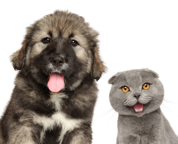 Katze und Hund zusammen, isoliert auf weißem Hintergrund, Vorderansicht - Foto, Bild