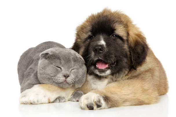 Scottish fold cat and Caucasian Shepherd puppy playing in front of white background - Photo, Image