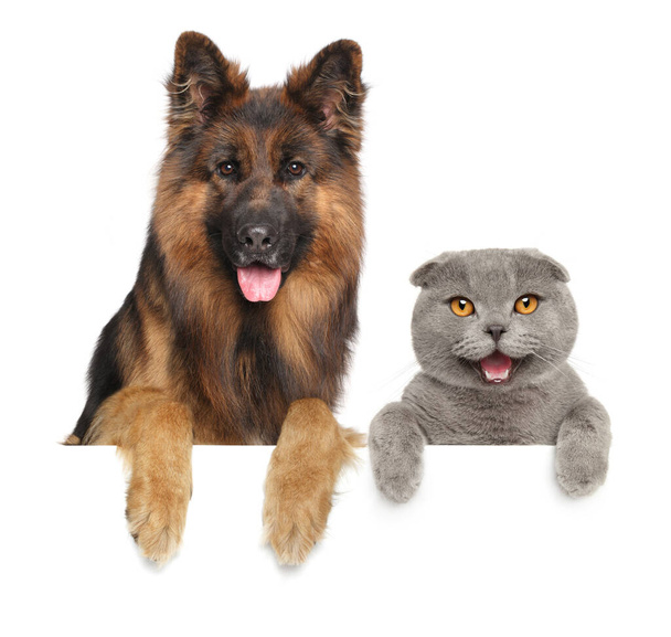 Cat and dog together above banner, isolated on white background - Photo, Image