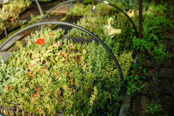 Un pequeño invernadero para el cultivo de plantas, arbustos y flores. Coagricultura doméstica en la zona de origen
 - Foto, Imagen