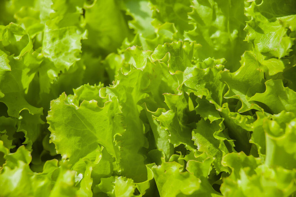 Photo détaillée de la jeune salade écologique fraîche et saine qui pousse dans le jardin
 - Photo, image