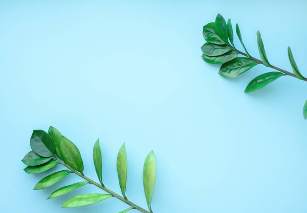 Голубой фон с ветвями зеленых листьев и хлопковых цветов. Место для смс. Вид сверху. Плоский
 - Фото, изображение