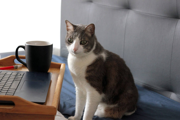 gatto seduto con computer portatile vuoto su tavolo di legno
 - Foto, immagini