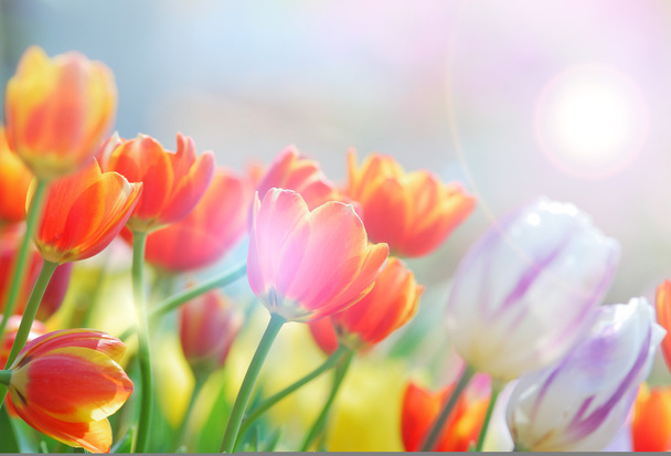 tulip - Photo, Image