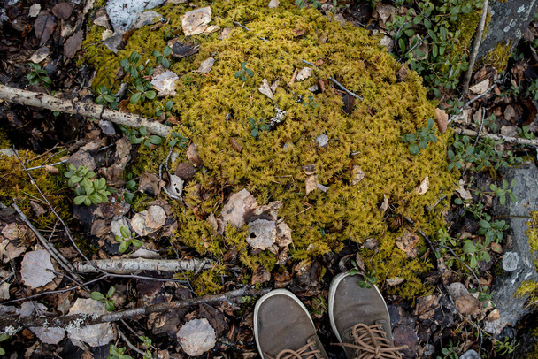 bříza a smrkový les v Karelii. Lůžko z mechu a spadlého listí - Fotografie, Obrázek