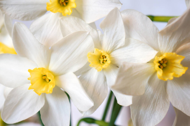 krásné narcisy květiny zblízka na pozadí a blahopřání - Fotografie, Obrázek