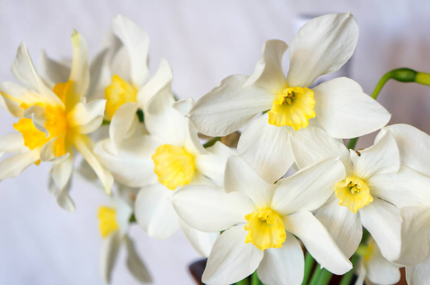  krásné narcisy květiny zblízka na pozadí a blahopřání - Fotografie, Obrázek