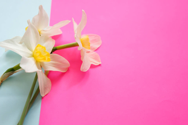  Narcisi fiori su uno sfondo rosa brillante con posto per il tuo testo
 - Foto, immagini