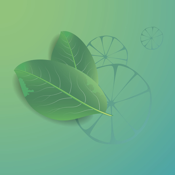 lime with leaves - Vector, Image