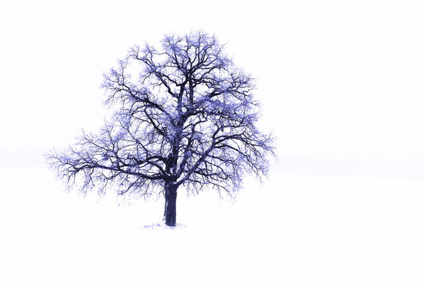 Árbol solitario de invierno sobre nieve blanca en clima frío
 - Foto, Imagen