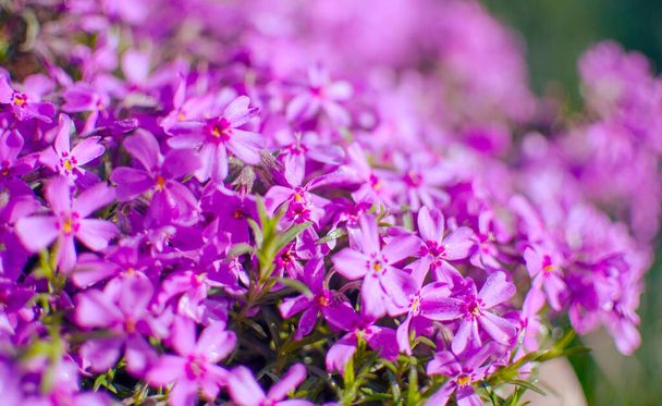Pequeñas flores de flox para la decoración del jardín de primavera en un día soleado
 - Foto, Imagen