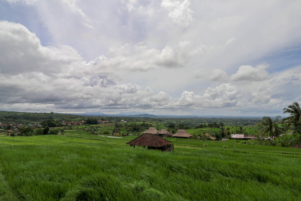 Belle vue paysage sur rizière avec abri pour vaches. Vue sur une étable sur des terrasses de riz Stable pour le bétail entre les champs. Les rizières Jatiluwih en forme d'arc, jeune riz vert clair. Bali, Indonésie
. - Photo, image