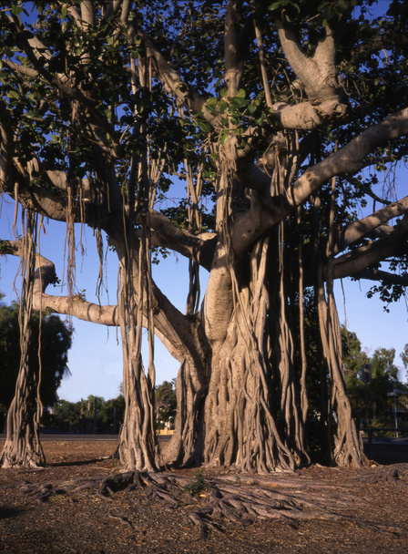 Baobab boom, Afrikaanse baobab, - Foto, afbeelding