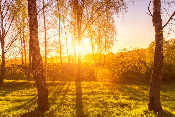 Sunrise or sunset in a spring birch forest with rays of sun shining through tree trunks by shadows and young green grass. Misty morning landscape. - Foto, Imagen