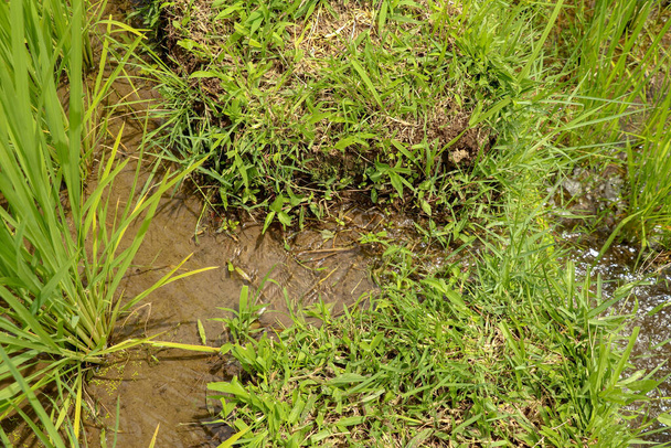 Saftig grüne balinesische Reisfelder. Die Bewässerung, Subak genannt, ist eine traditionelle Methode, Wasser zu den Feldern und Reisterrassen in der Region Jatiluwih zu bringen. Ursprüngliche Bewässerungsmethode. - Foto, Bild