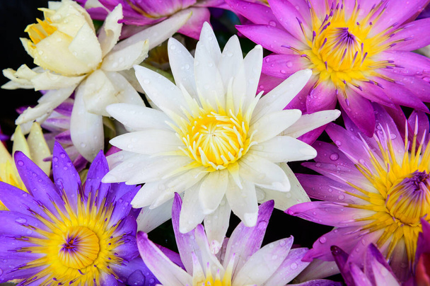 Grupa kwiatów lotosu pełny kwiat - Zdjęcie, obraz