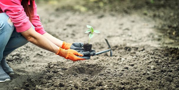 Female Hands Planting Young Plants. Garden Concept - Photo, Image