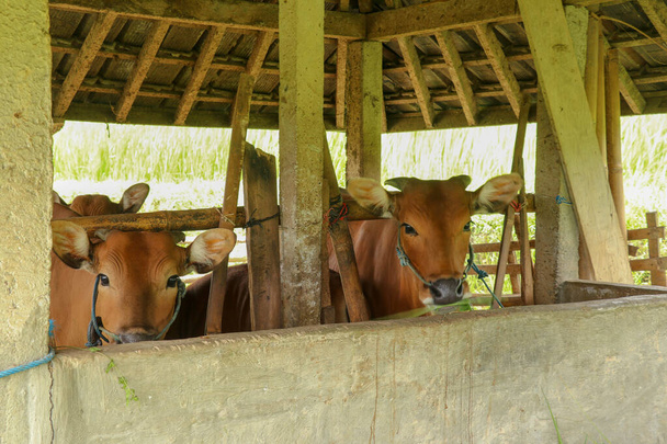 Schronisko dla krów na polach ryżowych. Brązowa wołowina stoi w stajni. Słynny ryżowy ryż Jatiluwih i schronienie na Bali, Indonezja. - Zdjęcie, obraz