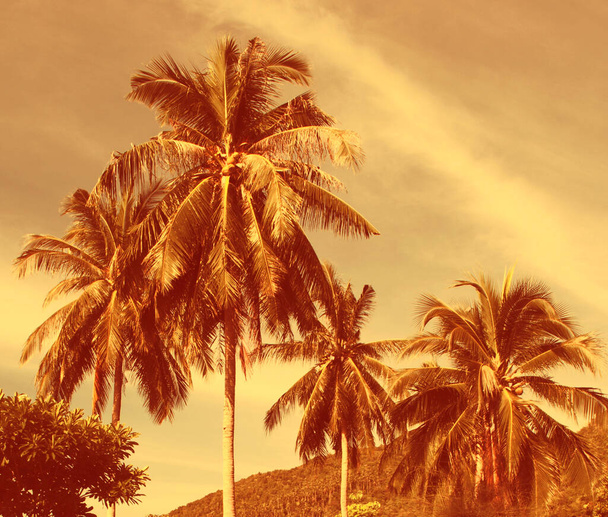 Vintage-Filter von Kokospalmen in dramatischer Sepia-Farbe. Tropischer Hintergrund. - Foto, Bild