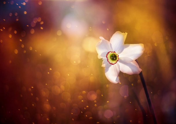 Daffodil flower in a green meadow against a bokeh background in a spring garden. Dark magic photo - Photo, Image