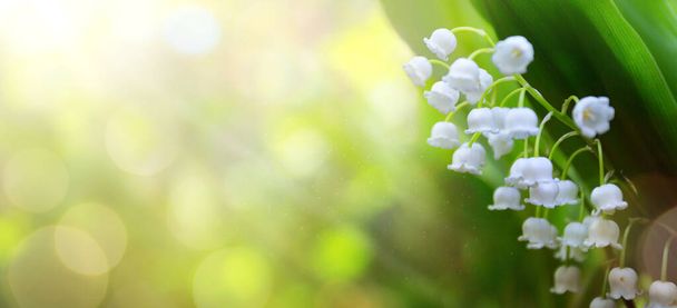 kunst abstracte lente achtergrond met frisse witte bloemen - Foto, afbeelding