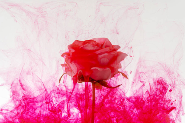 Rose blanche à l'intérieur dans l'eau avec peinture acrylique rouge
. - Photo, image