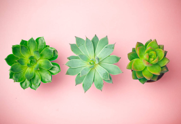 Succulent plant background. Home plants cactus on a pink background. Lifestyle and flatlay concept, copy space - Photo, Image
