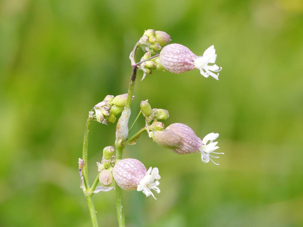 Close-up of bladder campion or maidenstears plant Silene vulgaris - Photo, Image