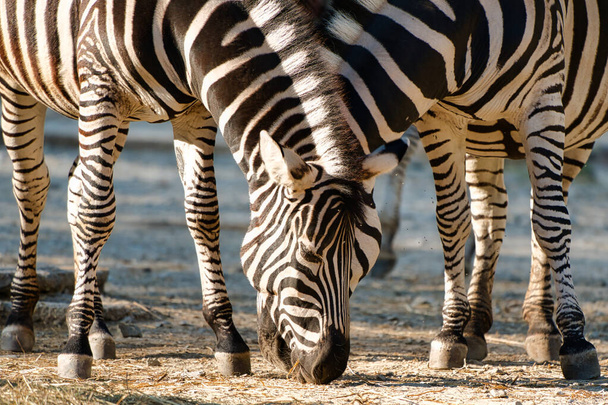 Two beautiful zebras eating together - Foto, imagen