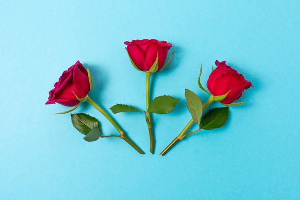 Creative composition of red rose flowers on blue background. Minimal nature background. Spring flower concept. - Photo, image