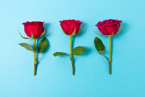 Creative composition of red rose flowers on blue background. Minimal nature background. Spring flower concept. - Foto, Imagem