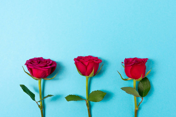 Creative composition of red rose flowers on blue background. Minimal nature background. Spring flower concept. - Photo, Image