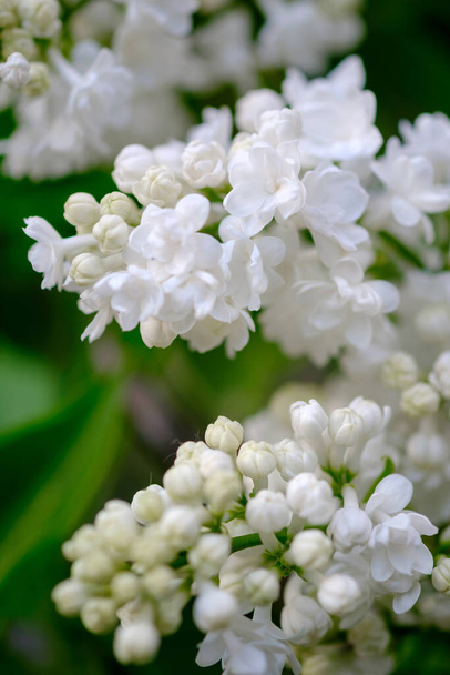 Close-up de uma bela flor lilás branco
. - Foto, Imagem