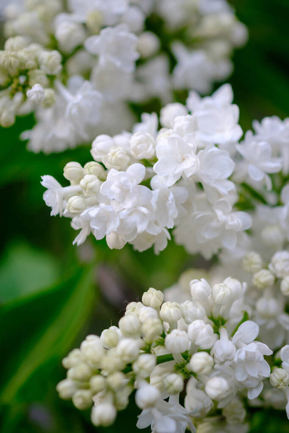 Close-up of a beautiful blooming white lilac. - Photo, Image
