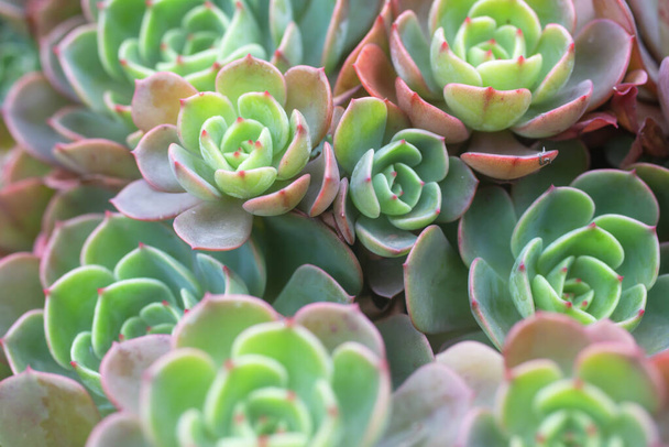 Close up belle piante da giardino succulente in vaso
 - Foto, immagini