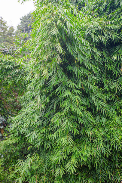 Sluiten dikke bamboe bossen in de zomer - Foto, afbeelding