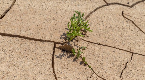 Cracked Earth. Concept: Cracks on surface of earth change as result of shrinkage of dirt due to arid conditions of terrain, global warming, ecology. Deadly drought. Tree growing on cracked ground - Photo, Image