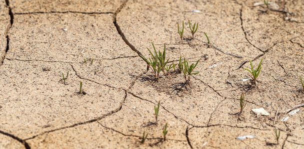 Cracked Earth. Concept: Cracks on surface of earth change as result of shrinkage of dirt due to arid conditions of terrain, global warming, ecology. Deadly drought. Tree growing on cracked ground - Photo, Image