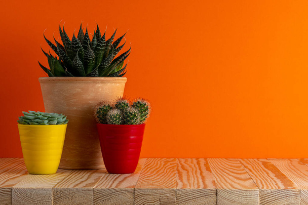 Various cactus plants in different pots on bright background. Minimal composition. - Fotó, kép