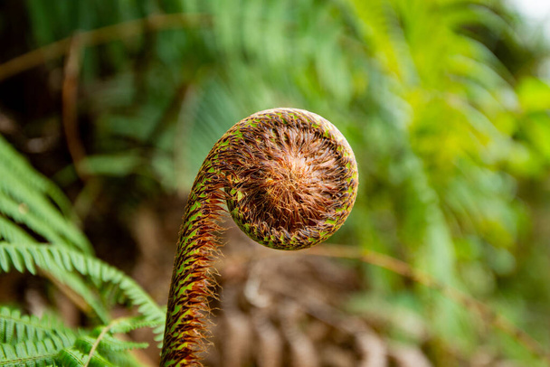 Fibonacci numbers in nature, fern sprout - Photo, Image