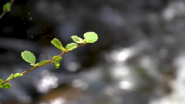 The first green leaves on a branch. Thin web. Blurred river background with sun reflection - Footage, Video