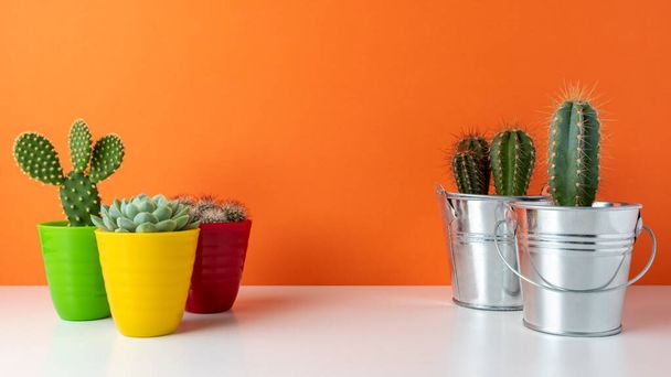 Various cactus plants in different pots on bright background. Minimal composition. - Φωτογραφία, εικόνα