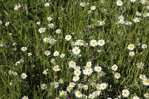 Natural spring daisy in the meadow - Photo, Image
