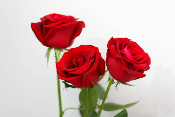 Μπουκέτο με κόκκινα τριαντάφυλλα. Φρέσκα λουλούδια. Παρόντες. - Φωτογραφία, εικόνα