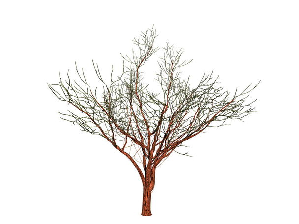 Drzewo liściaste z baldachimem w zimie - Zdjęcie, obraz